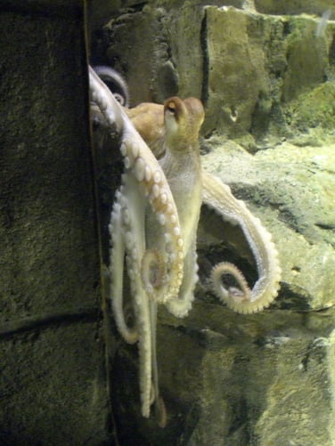 Paul the Octopus. Source: Wikipedia.
